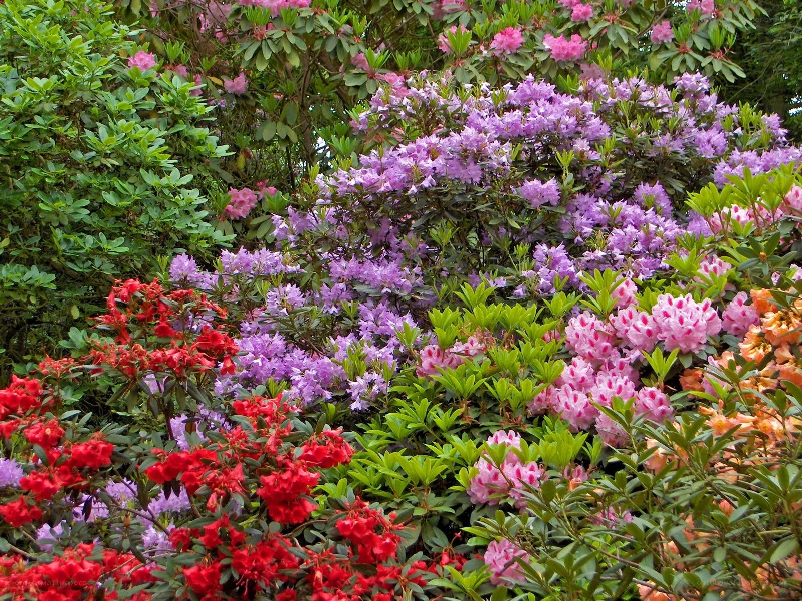 Colorful rhododendron garden