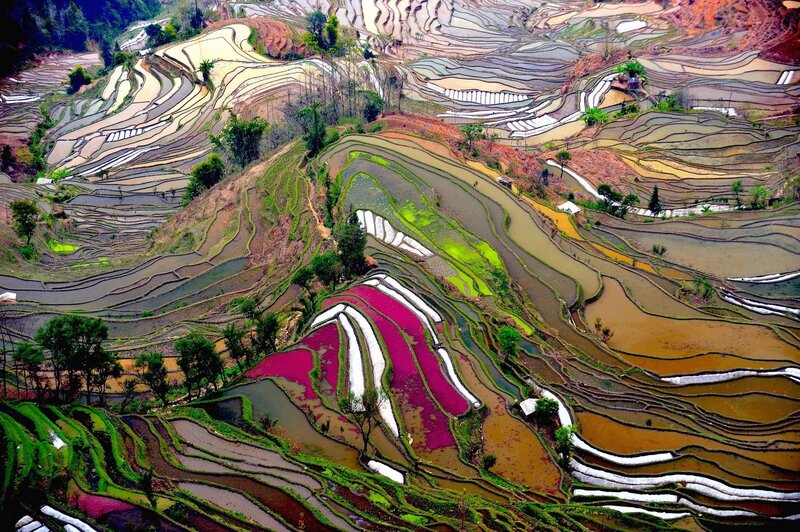 Colorful Rice Terraces — Green
