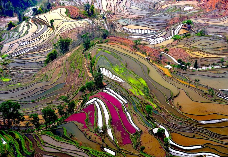 Colorful Rice Terraces