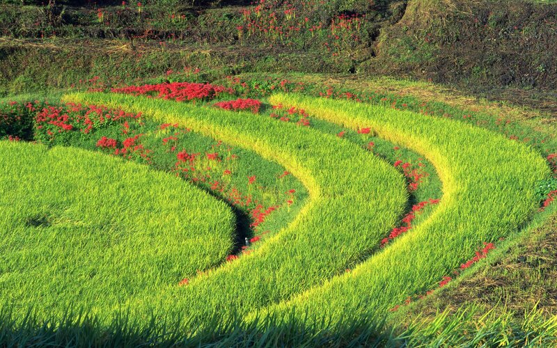 Colorful rice terraces with red flowers