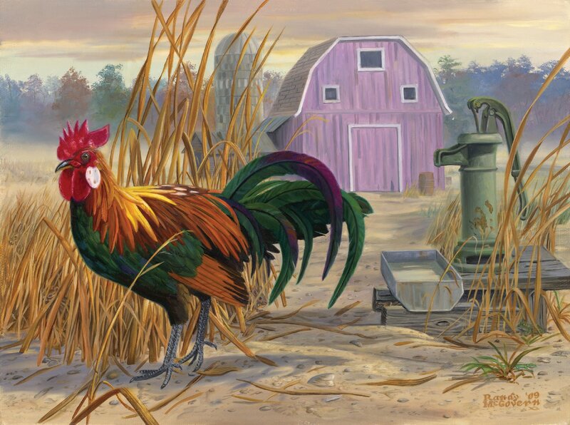 Colorful Rooster in Field