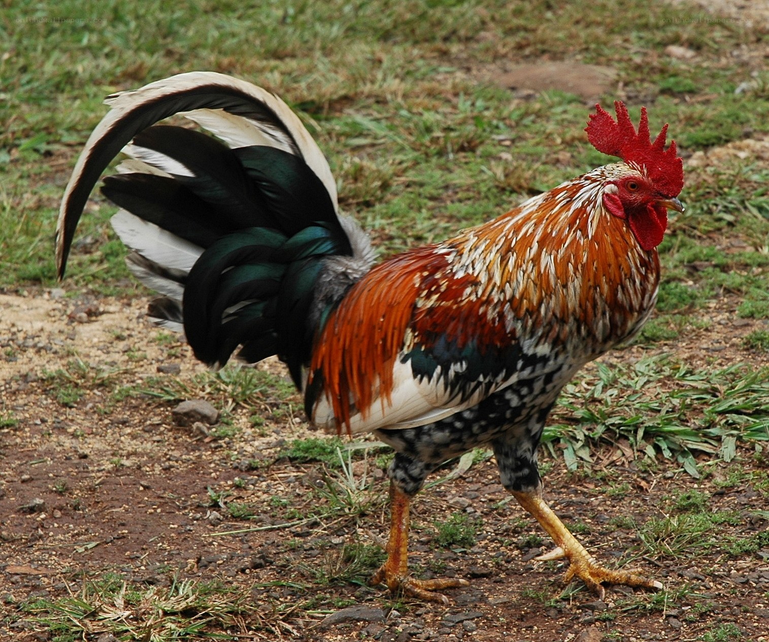 colorful rooster in grass