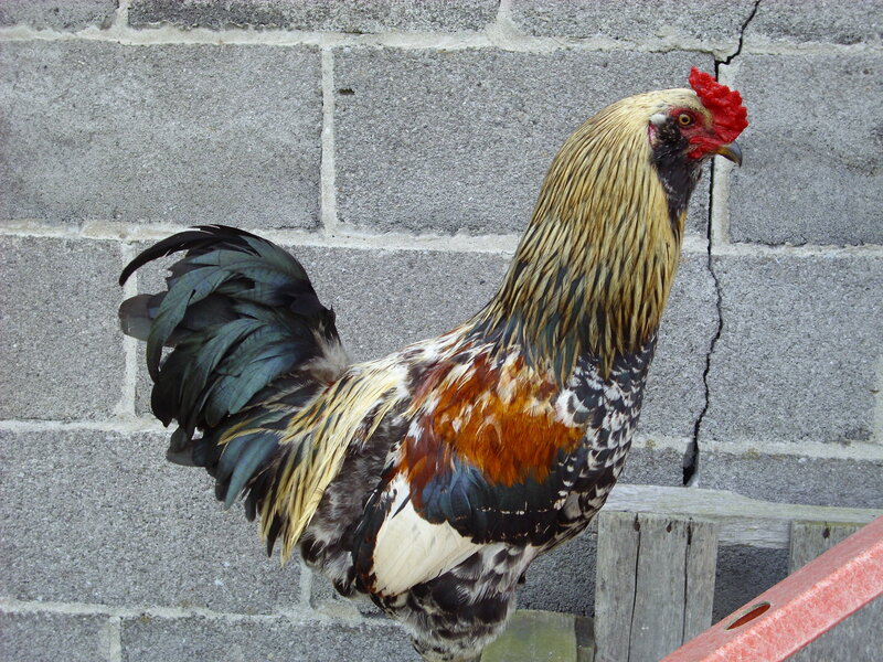 colorful rooster on a wall