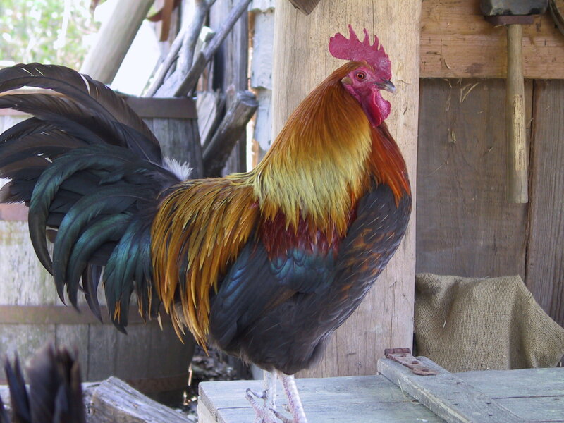 colorful rooster on wooden surface