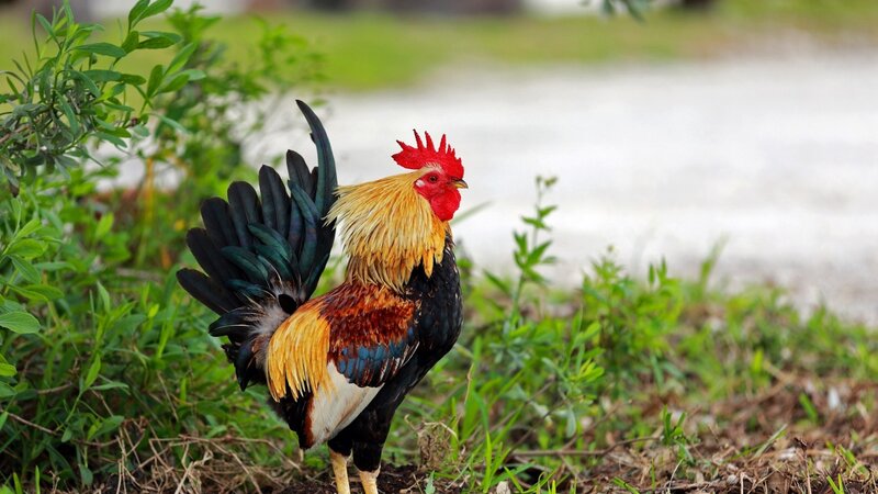 Colorful Rooster Standing — Black