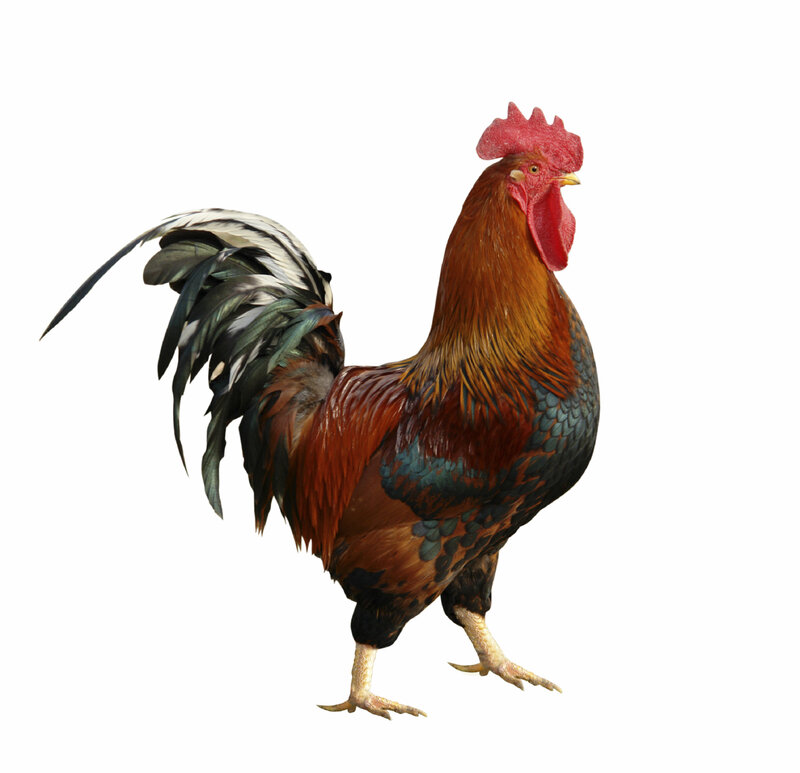 colorful rooster standing
