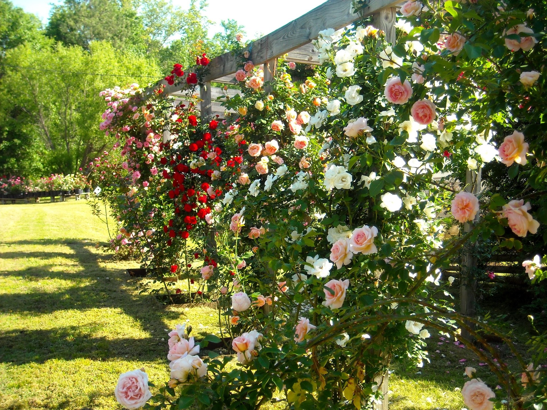 Colorful rose arbor in garden