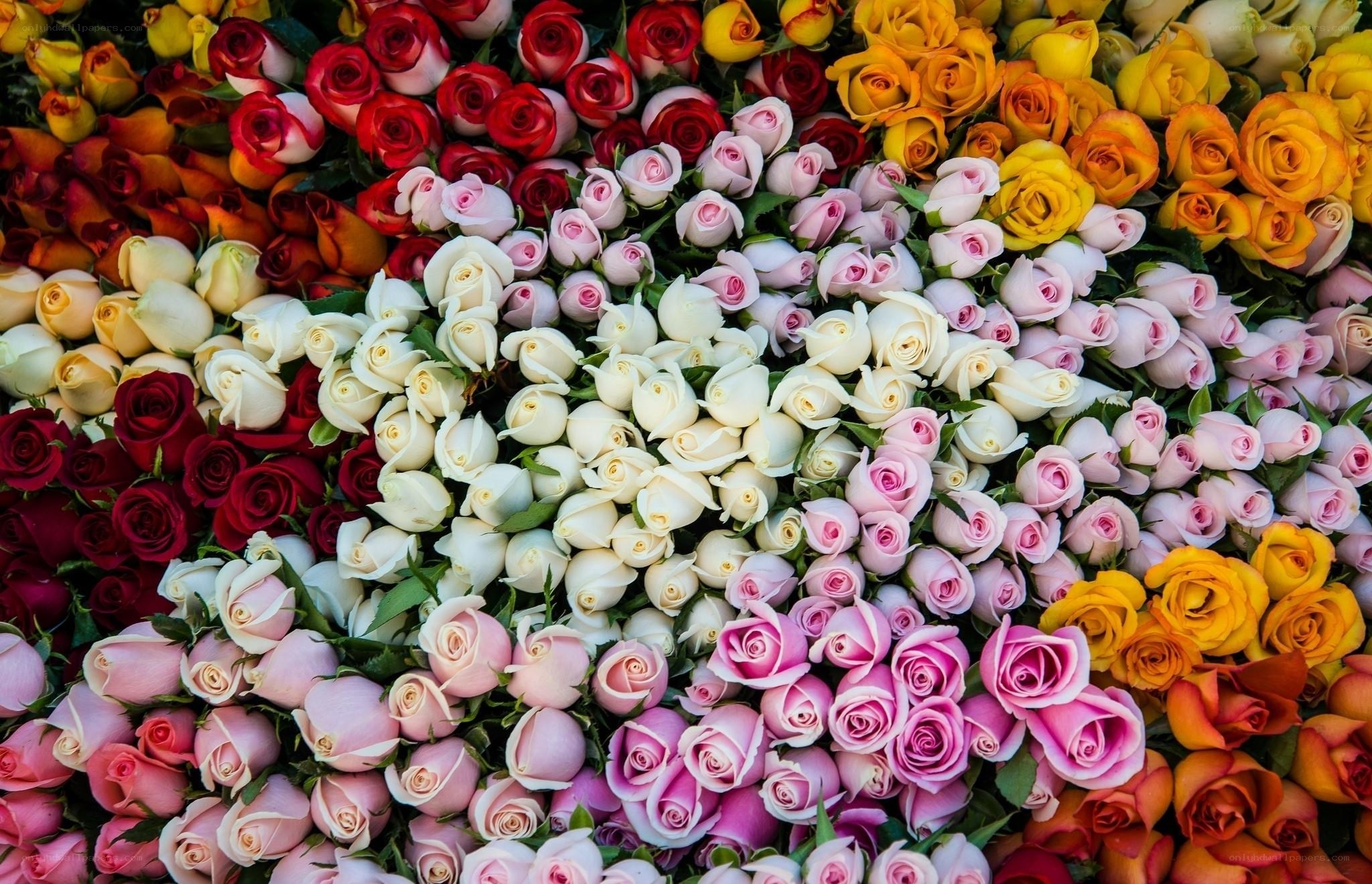Colorful rose arrangement