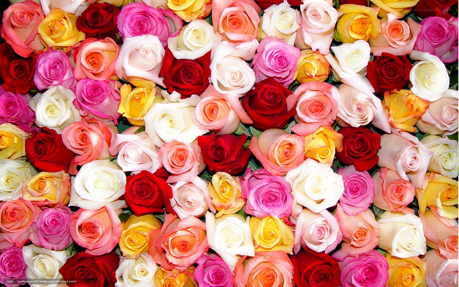 Colorful rose bouquet