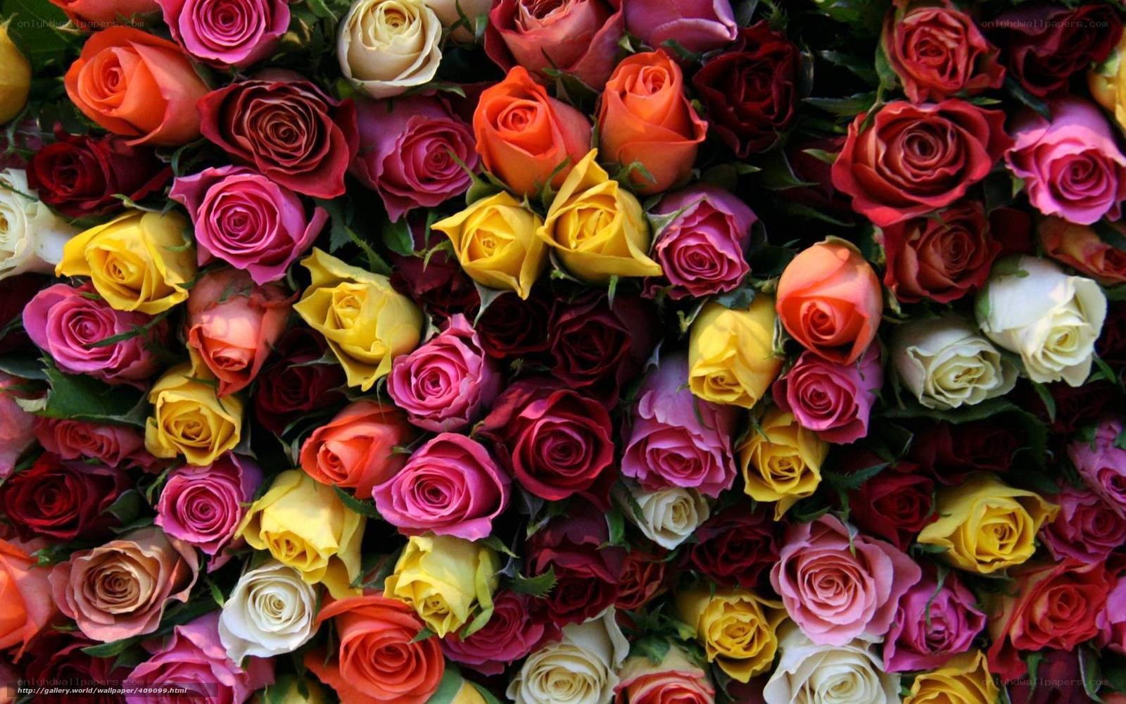 Colorful rose bouquet