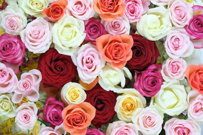 Colorful rose bouquet