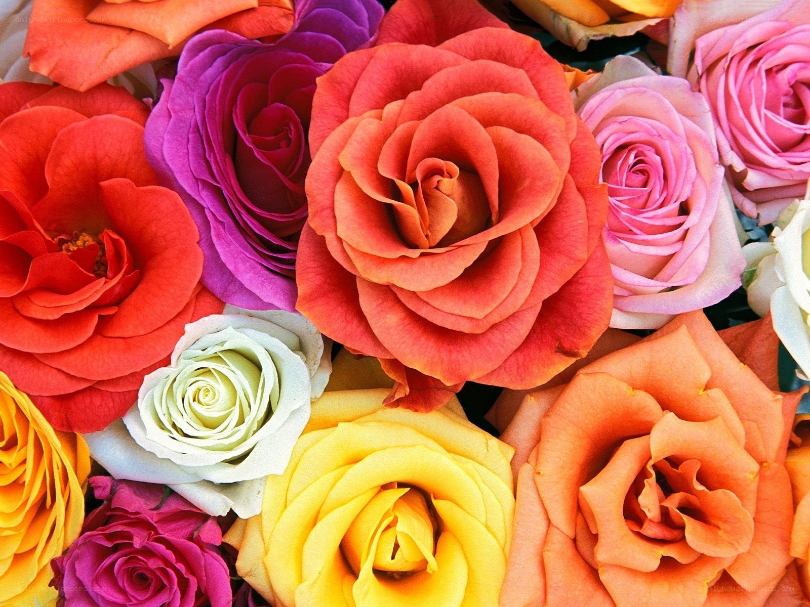 Colorful rose bouquet