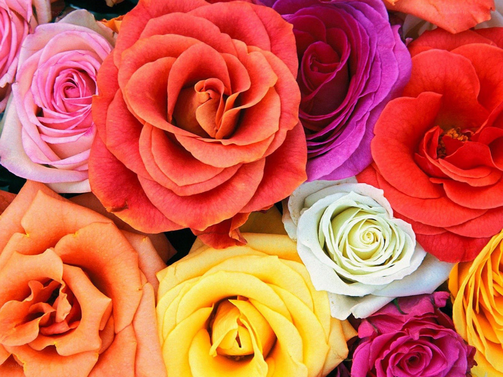 Colorful rose bouquet
