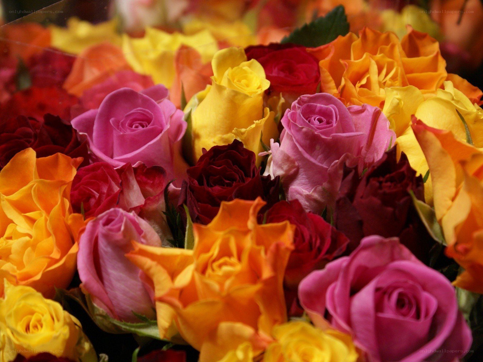 Colorful rose bouquet