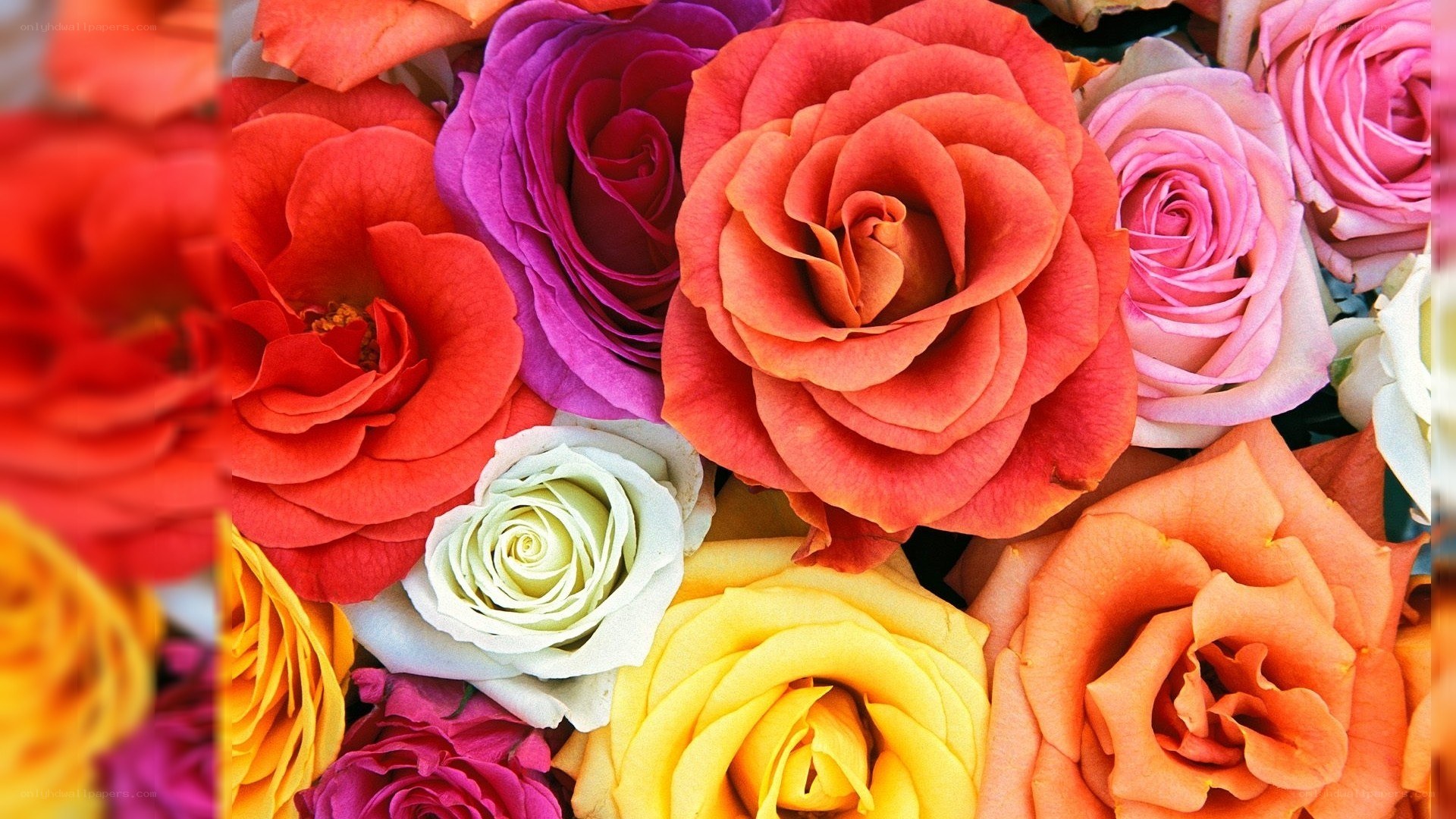 Colorful rose bouquet