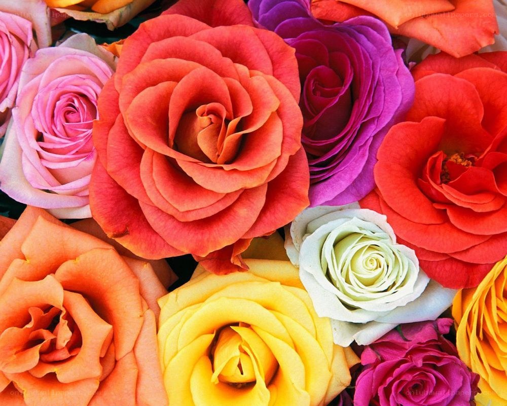 Colorful rose bouquet