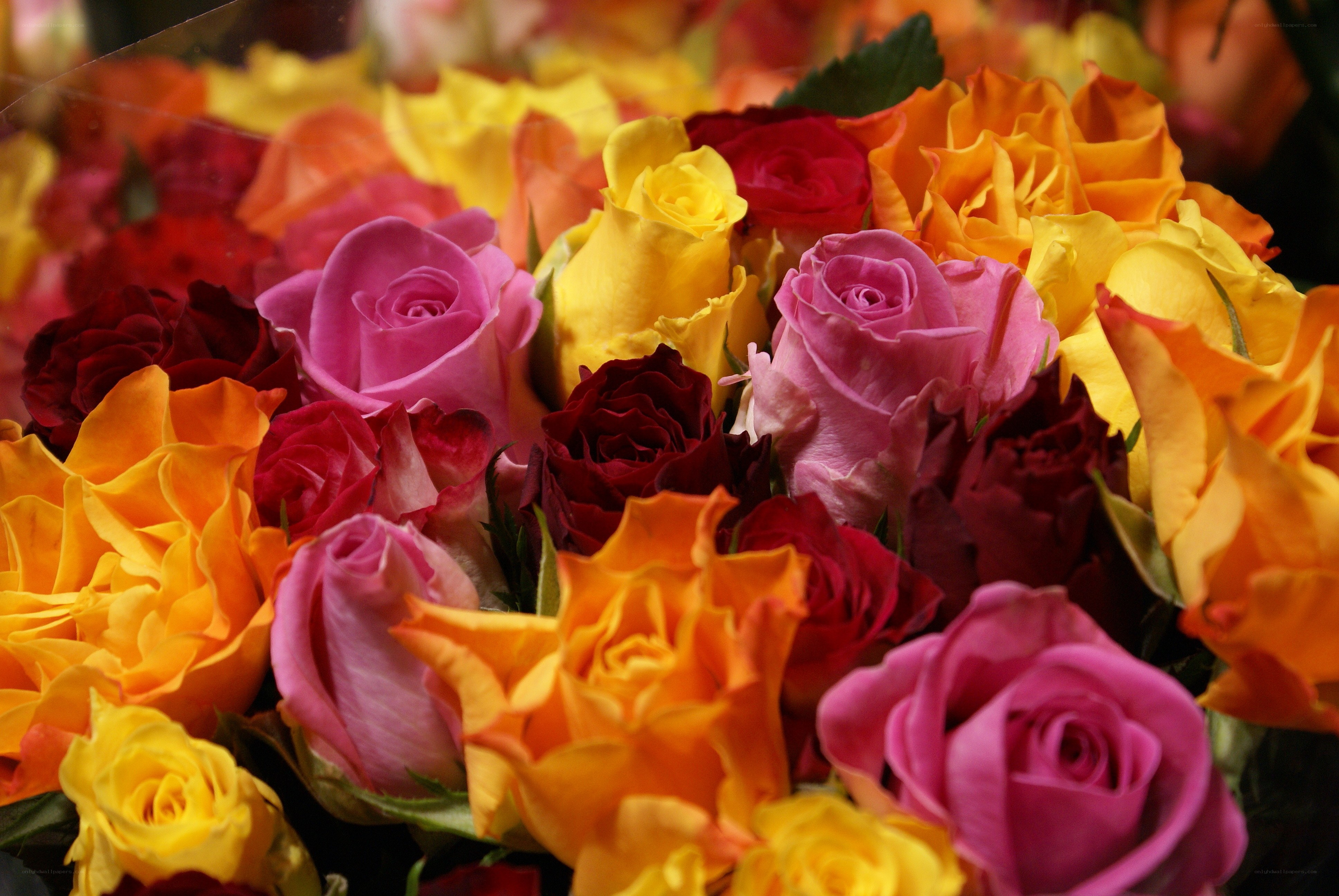 Colorful rose bouquet