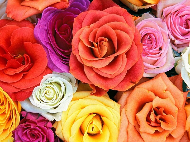 Colorful rose bouquet