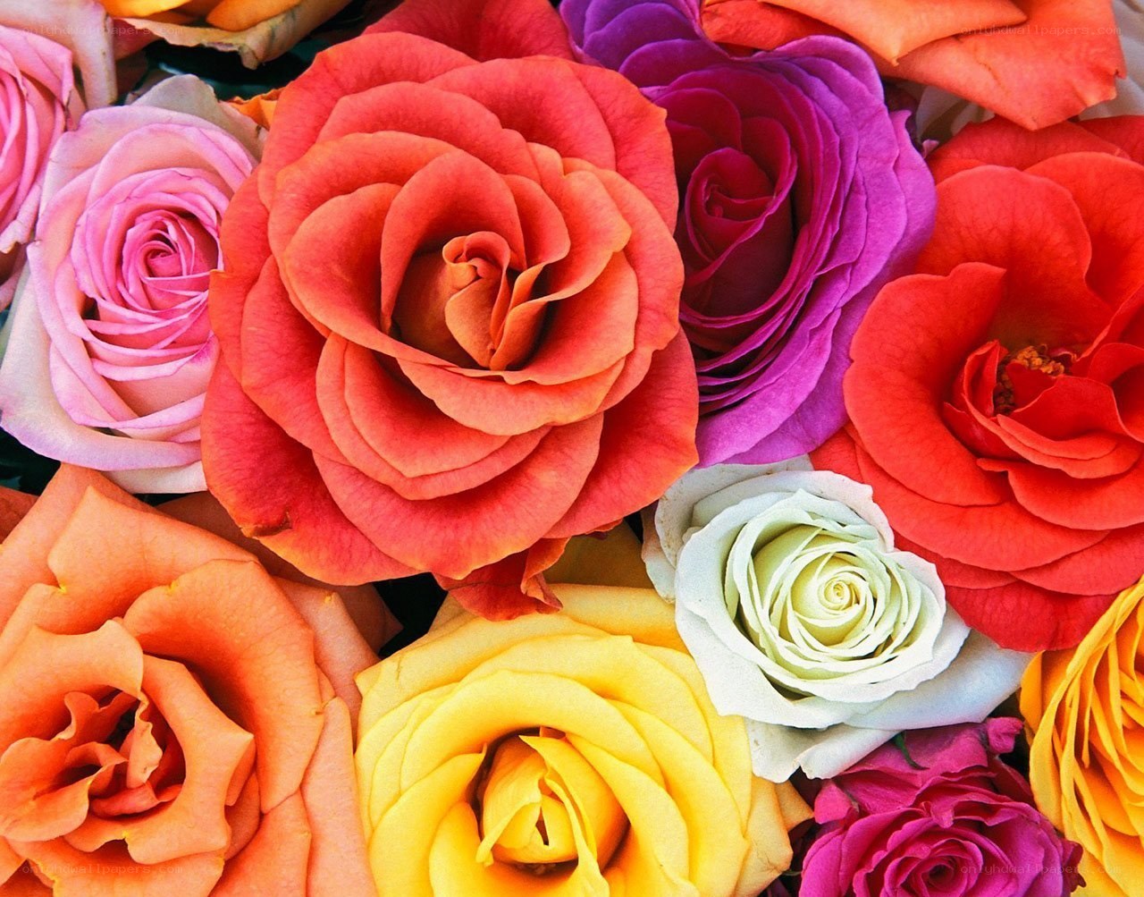 Colorful rose bouquet