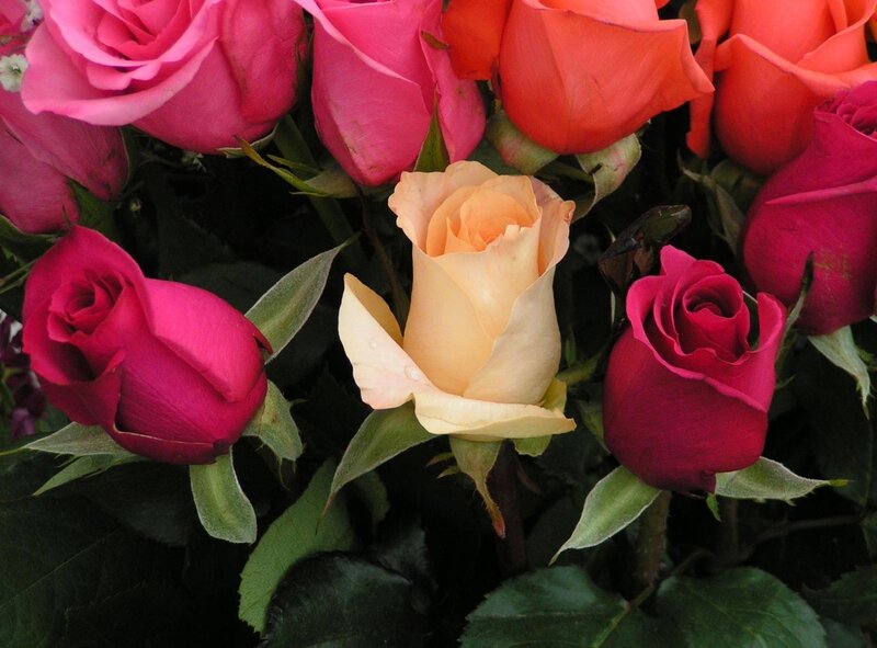 Colorful rose bouquet