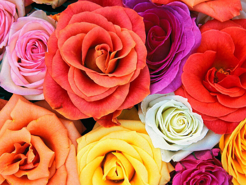 Colorful rose bouquet