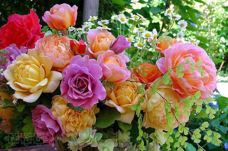Colorful Rose Bouquet — Pink, Bright