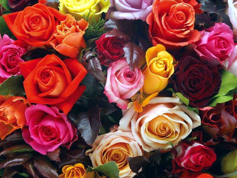 Colorful Rose Bouquet — Red, Vibrant, Photograph, Leaves