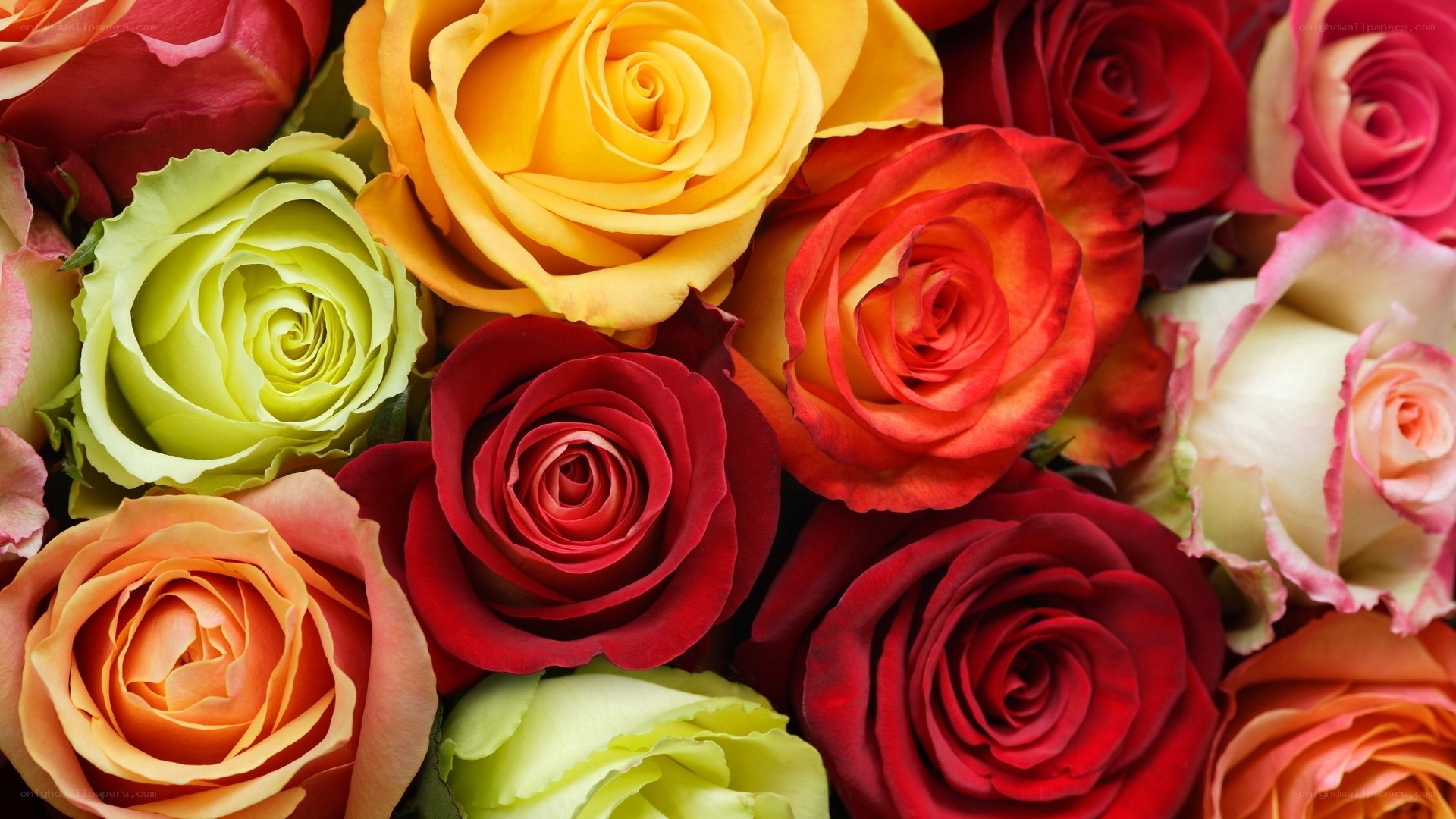 Colorful rose bouquet