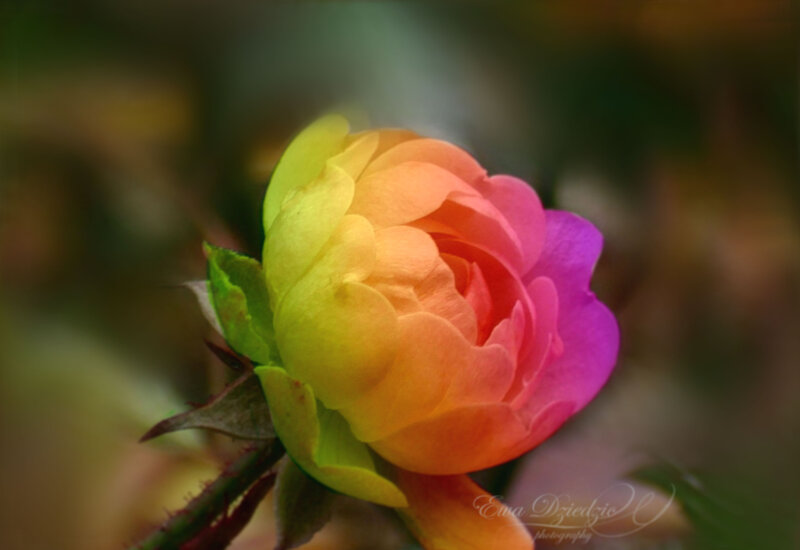 Colorful Rose Bud