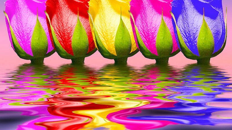 Colorful Rose Buds
