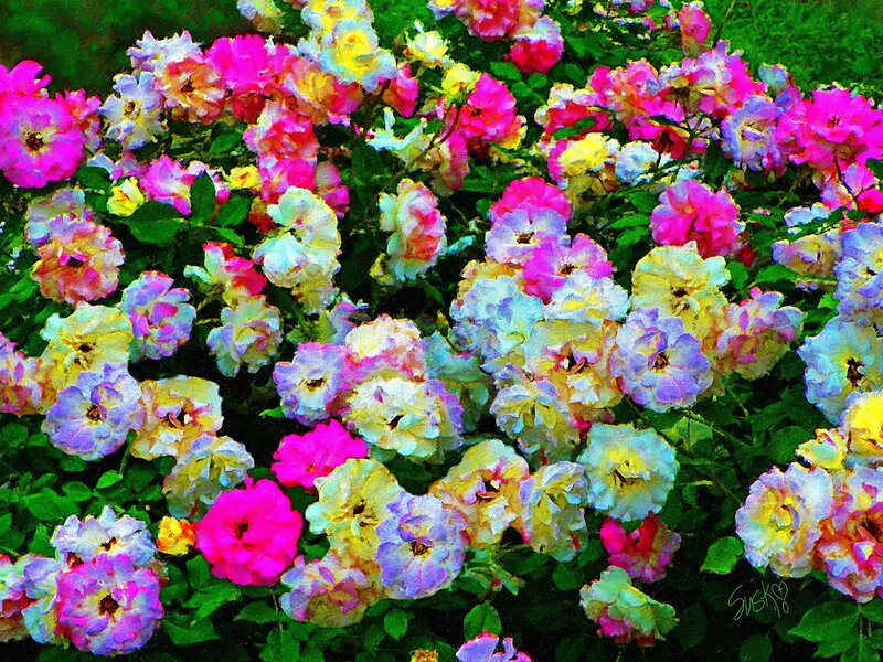 Colorful Rose Bush