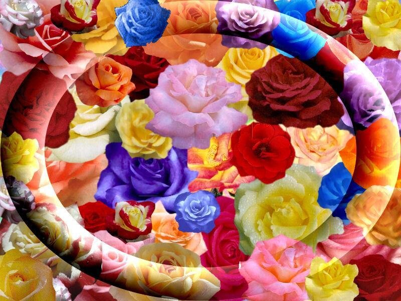 colorful rose collage