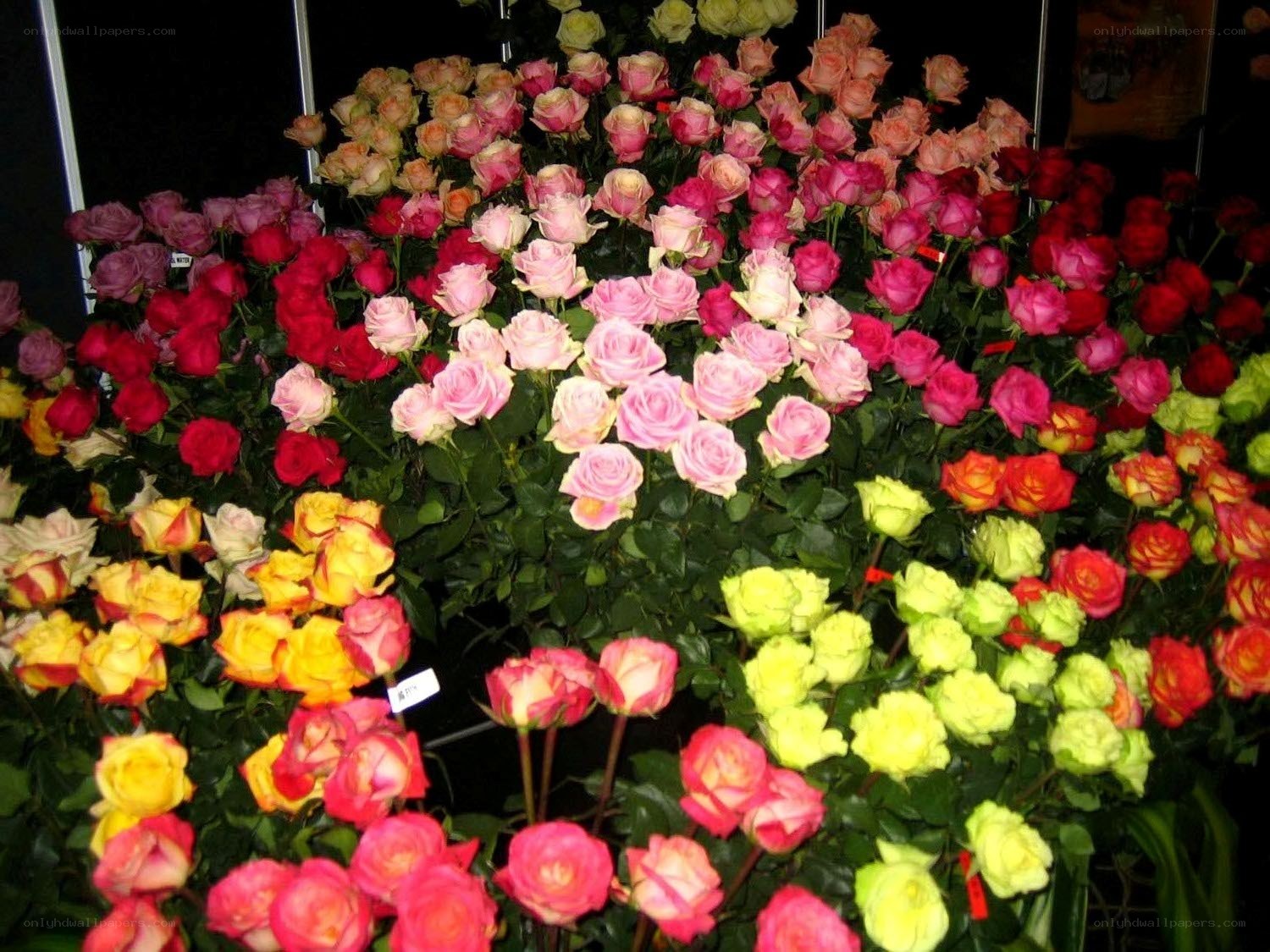 Colorful rose display