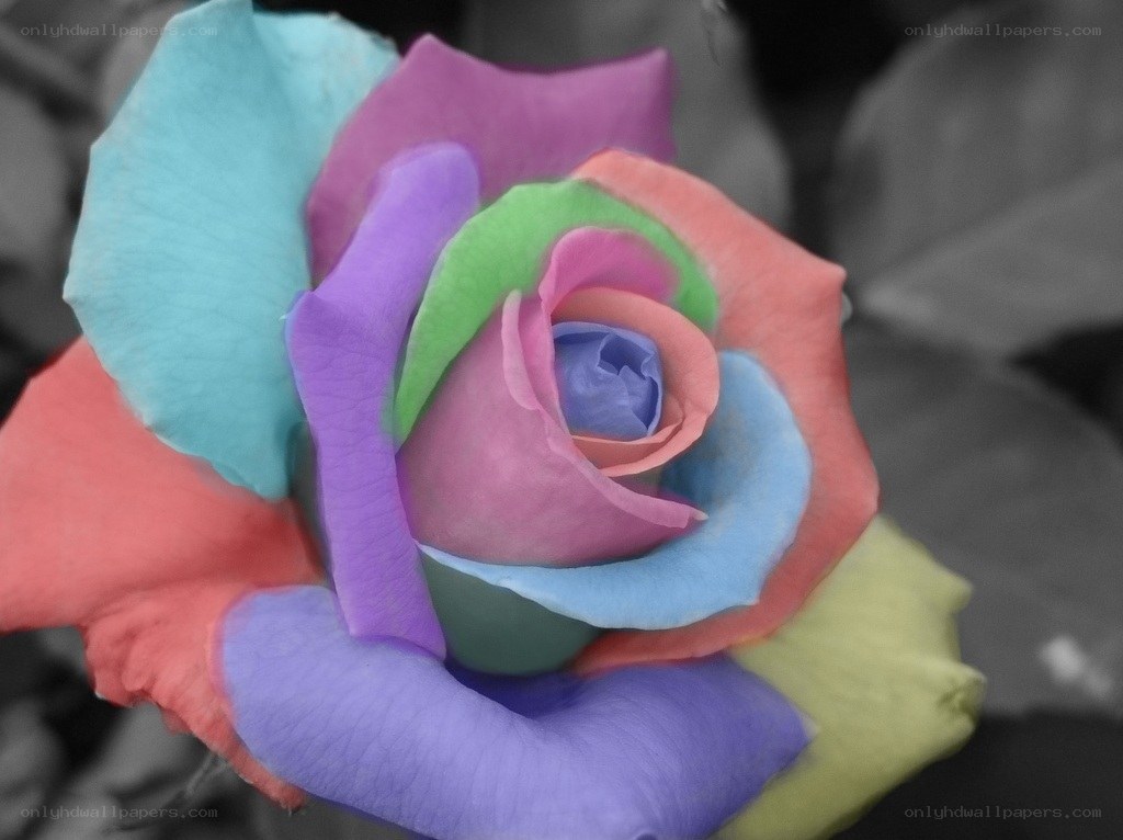 colorful rose flower