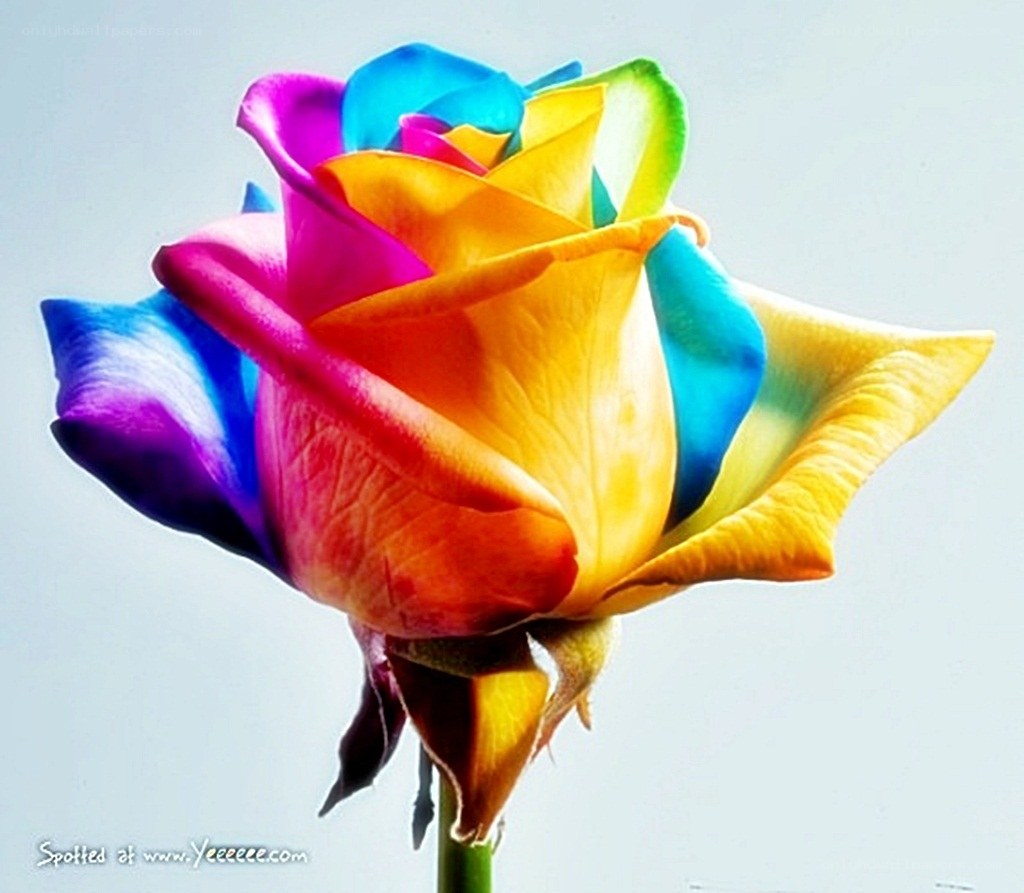 colorful rose flower