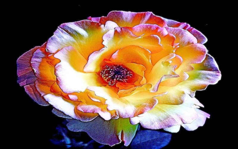 Colorful rose flower