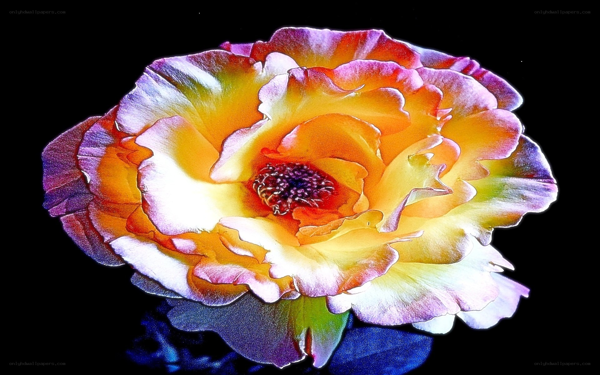 Colorful rose flower