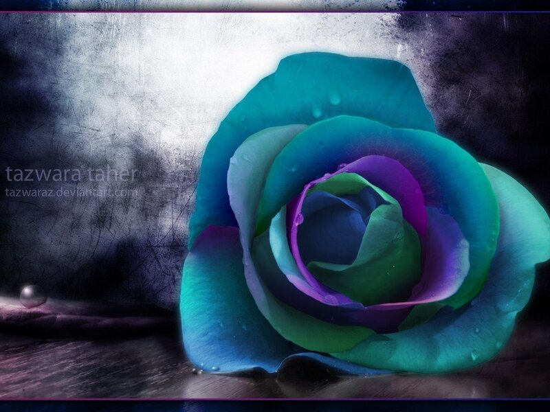 Colorful Rose Flower — Blue, Dramatic, Digital Art