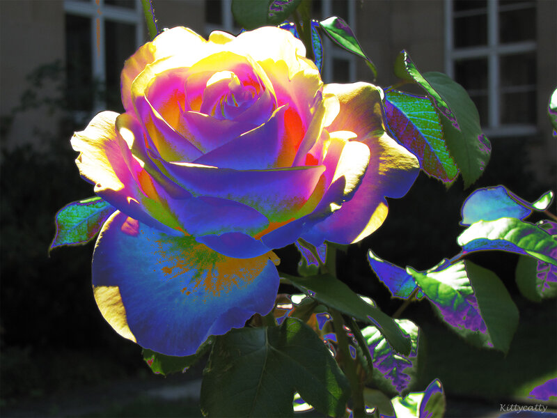 Colorful Rose Flower — Blue, Dramatic
