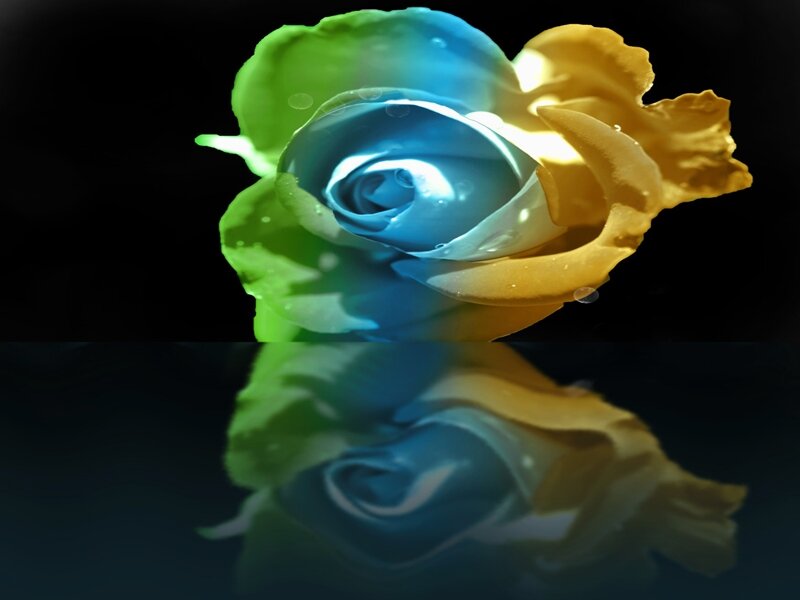 Colorful Rose Flower — Blue