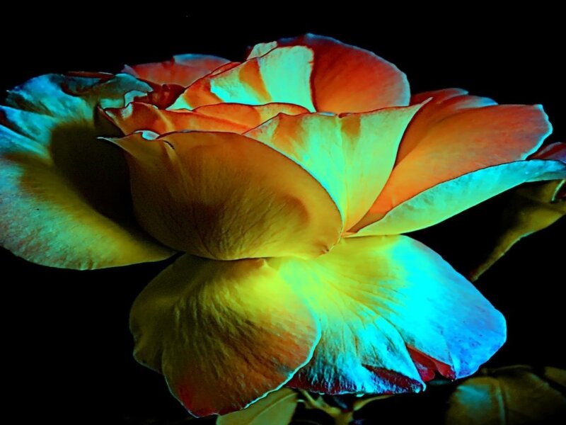 Colorful Rose Flower — Orange, Dramatic