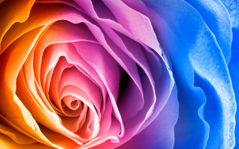 Colorful Rose Flower — Orange