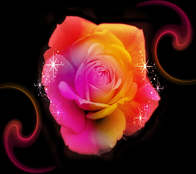 Colorful Rose Flower — Pink, Dramatic