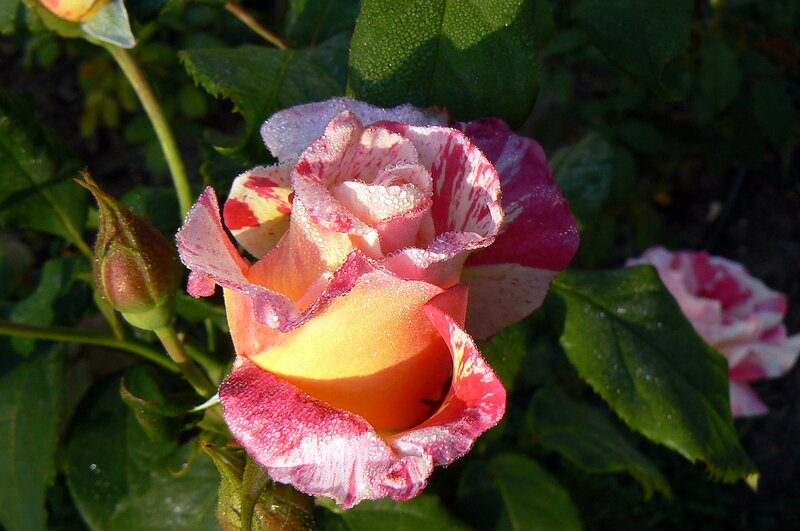 Colorful Rose Flower — Pink, Serene