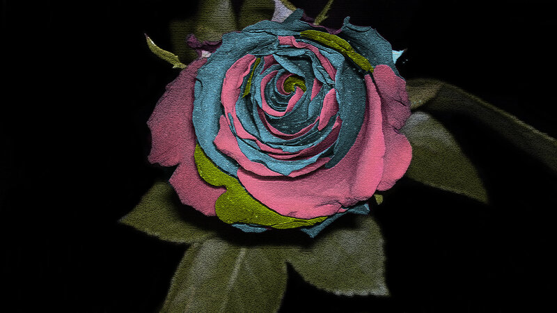 Colorful Rose Flower — Pink