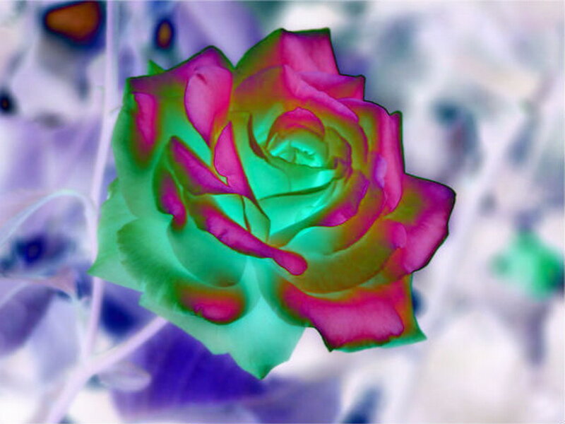 Colorful Rose Flower — Pink, Vibrant