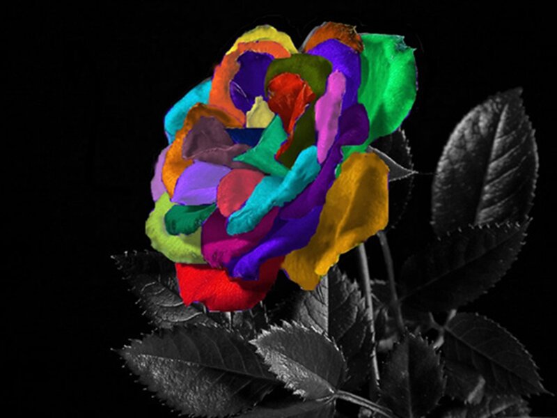 Colorful Rose Flower — Red, Dramatic, Digital Art