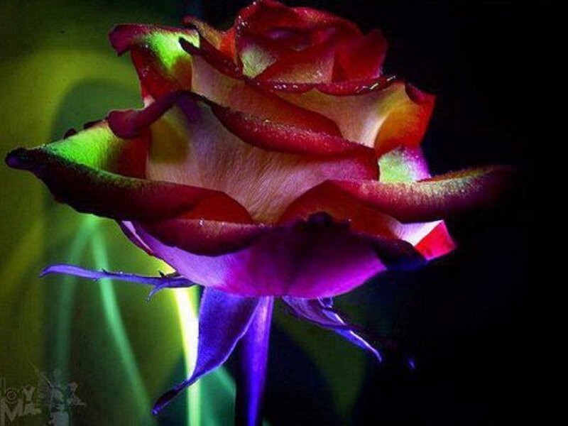 Colorful Rose Flower — Red, Dramatic, Night