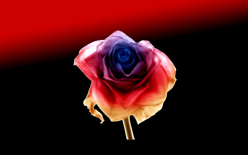 Colorful Rose Flower — Red, Dramatic