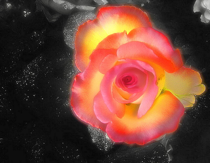 Colorful Rose Flower — Red